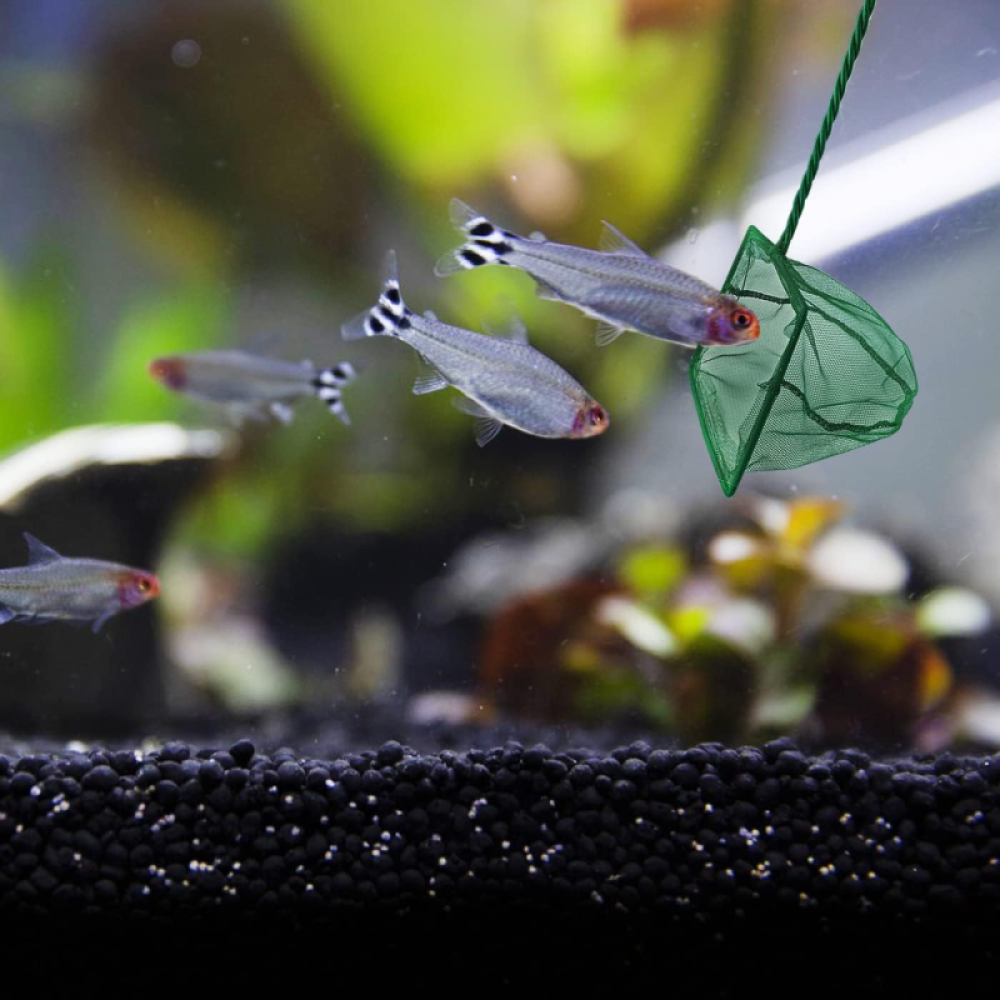 Akvaryum Balik Kepcesi 15 CM