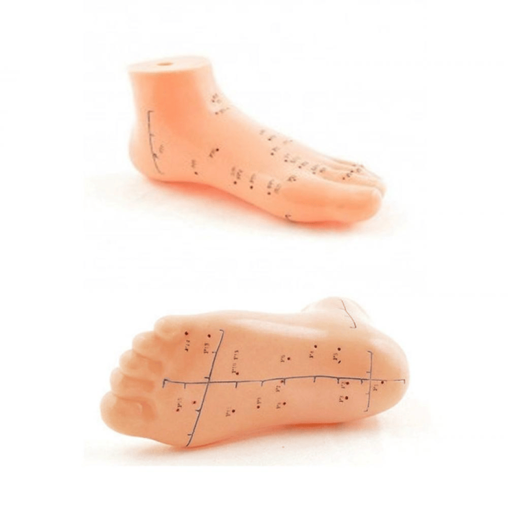 Ayak Akupunktur bolgesi Maketi